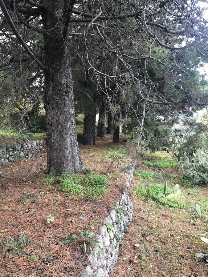 Casa Vacanze Etna Piedimonte Etneo Exteriör bild